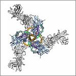 Structure of Env. Credit: The Scripps Research Institute.