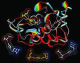 Antifolate drugs (bottom) work by blocking the folate receptor (top). Credit: Charles Dann III, Indiana University.