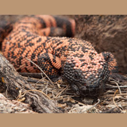 Gila monster