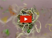 Screenshot from the video that shows how a protein called clathrin forms a cage-like container that cells use to engulf and ingest materials