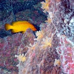 Marine scene with fish and corals