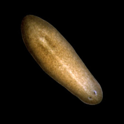 Planarian