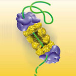 Proteins entering the proteasome. Credit: Office of Biological and Environmental Research of the U.S. Department of Energy Office of Science.