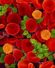 Red blood Cells