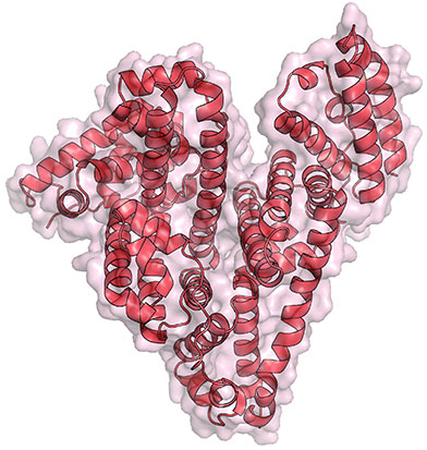 Structure of the serum albumin protein