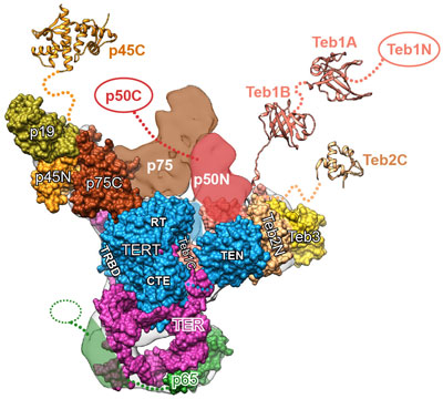 Telomerase and its components.
