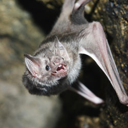 Vampire bat