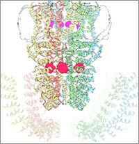 Wasabi receptor structure
